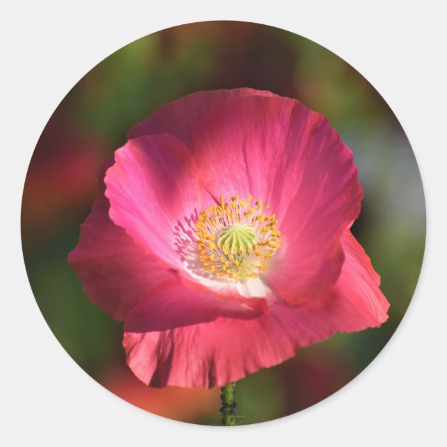 Pink Poppy in der Sonnenscheinfotografie Runder Aufkleber (Vorderseite)