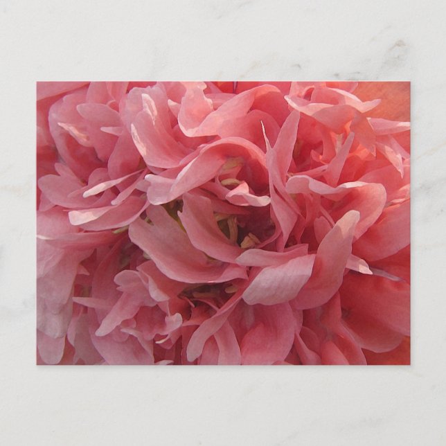 Pink Poppy Petals Postkarte (Vorderseite)