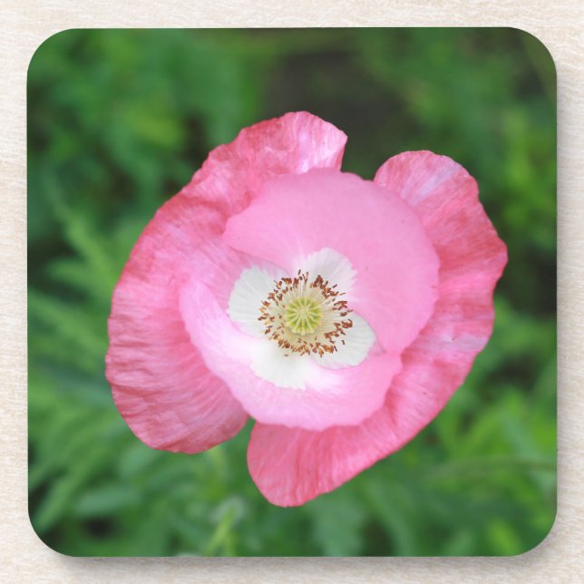 Pink Poppy Untersetzer (Vorderseite)
