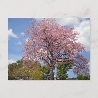 Pink Poui Tree on Harris Promenade San Fernando Postkarte