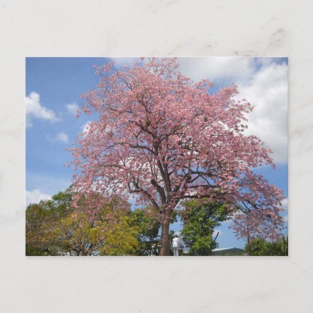 Pink Poui Tree on Harris Promenade San Fernando Postkarte (Vorderseite)