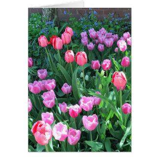 Pink Purple Springtime Tulips printemps fleurs fle