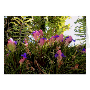 Pink Quill Bromeliad