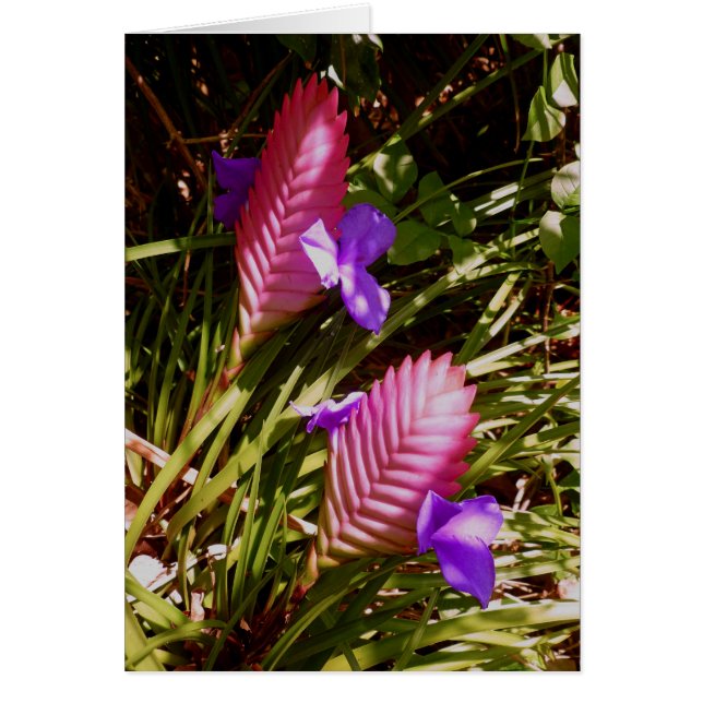 Pink Quill Bromeliad (Vorne)