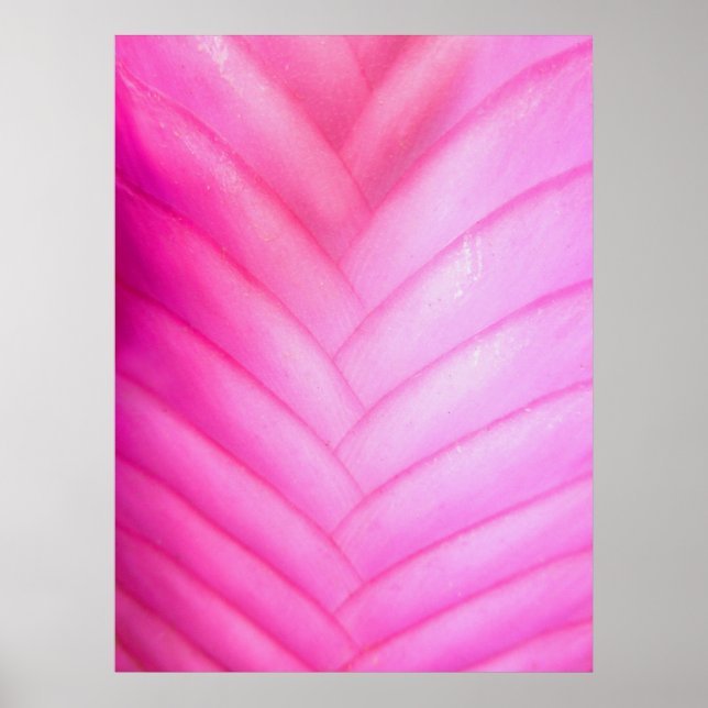 Pink Quill Bromeliad Poster (Vorne)
