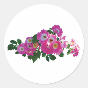 Pink Rambler Rose Runder Aufkleber
