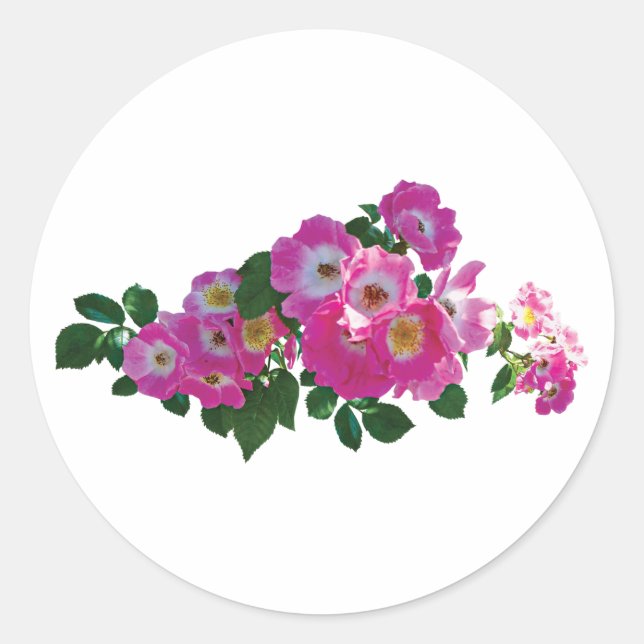Pink Rambler Rose Runder Aufkleber (Vorderseite)