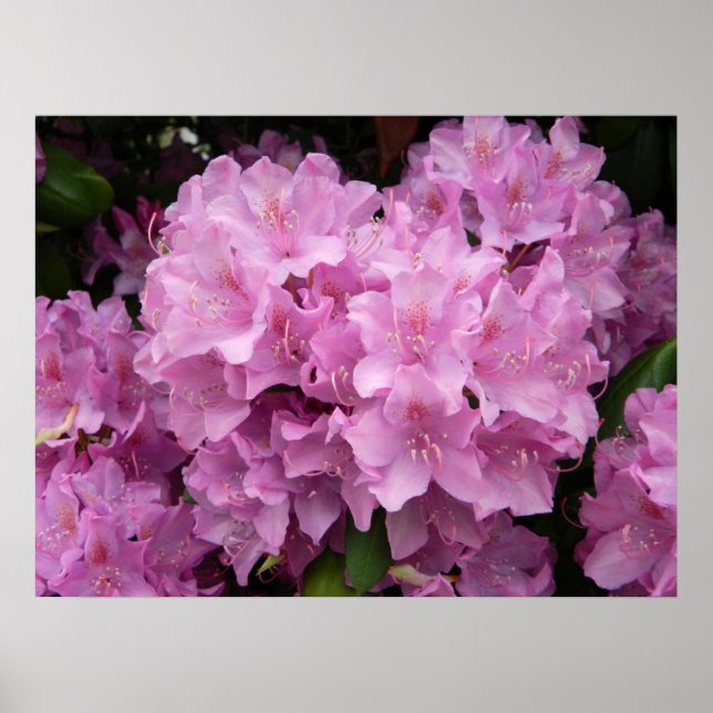 Pink Rhododendron Poster (Vorne)