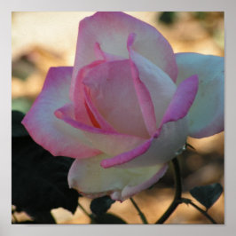 Pink Rimmed Rose Poster