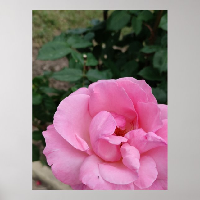 Pink Rosa Blume Poster (Vorne)