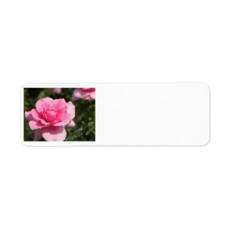 Pink Rose Address Labels