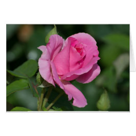 Pink Rose Blank Inside