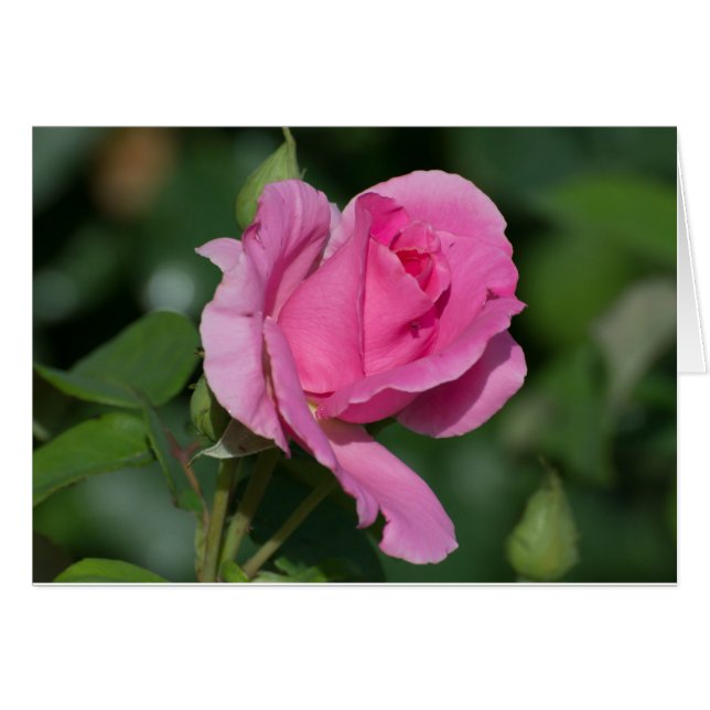 Pink Rose Blank Inside (Vorderseite (Horizontal))