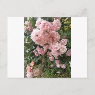 Pink Rose Blossom Floral Photography Postcard Postkarte