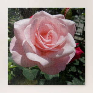 Pink Rose Jigsaw Puzzle,676 Stk.