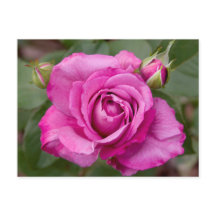 Pink Rose jjhelene Postkartendesign