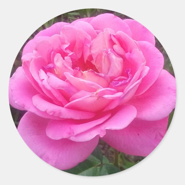 Pink Rose "Leonardo Da Vinci" Runder Aufkleber (Vorderseite)