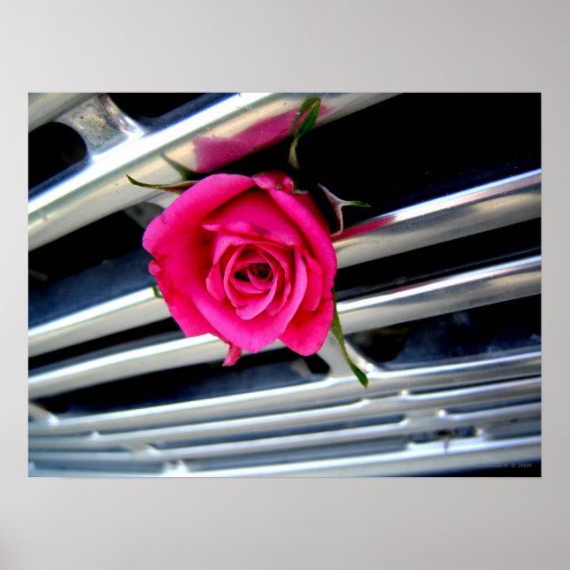 Pink Rose on Grill Poster (Vorne)