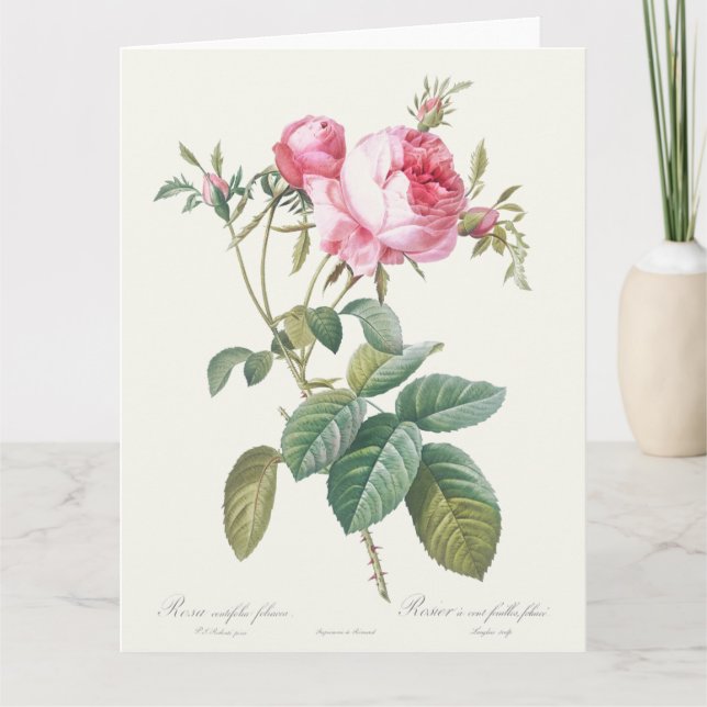 Pink Rose Pierre-Joseph Redoute Grußkarte Karte (Vorderseite)
