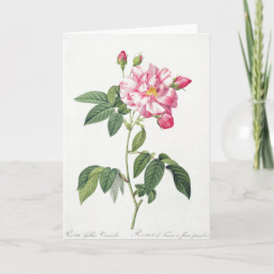 Pink Rose Pierre-Joseph Redoute Grußkarte Karte