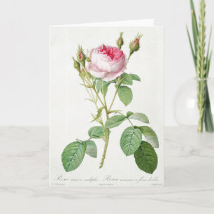 Pink Rose Pierre-Joseph Redoute Grußkarte Karte
