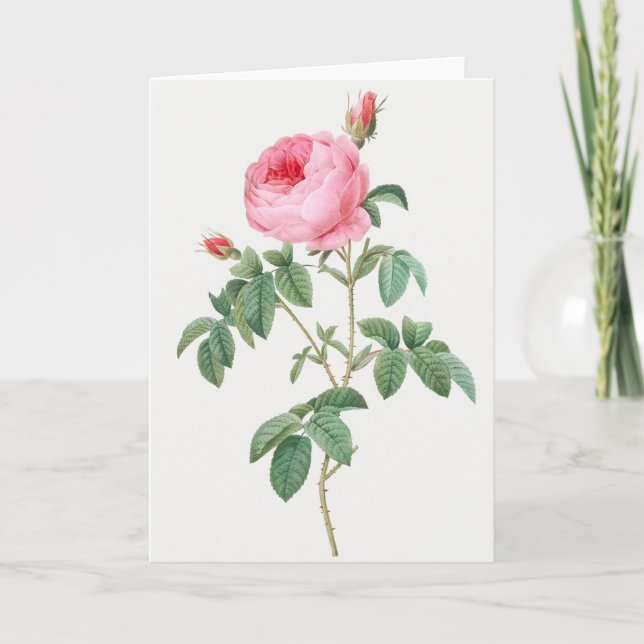 Pink Rose Pierre-Joseph Redoute Grußkarte Karte (Vorderseite)