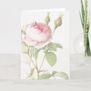 Pink Rose Pierre-Joseph Redoute Grußkarte Karte