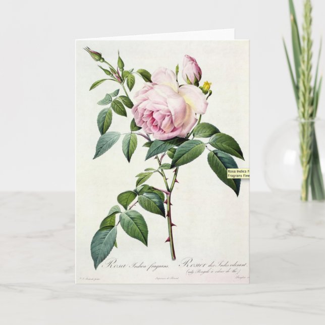 Pink Rose Pierre-Joseph Redoute Grußkarte Karte (Vorderseite)