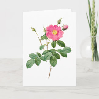 Pink Rose Pierre-Joseph Redoute Grußkarte Karte