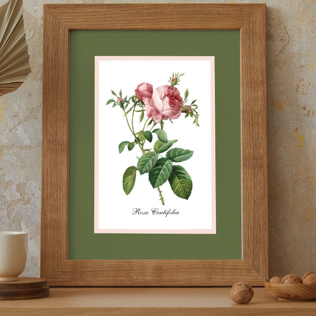 Pink Rose Pierre Redoute Botanical Poster (Von Creator hochgeladen)
