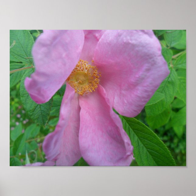 Pink  Rose Poster (Vorne)