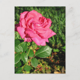 Pink Rose Postkarte, anpassen Postkarte