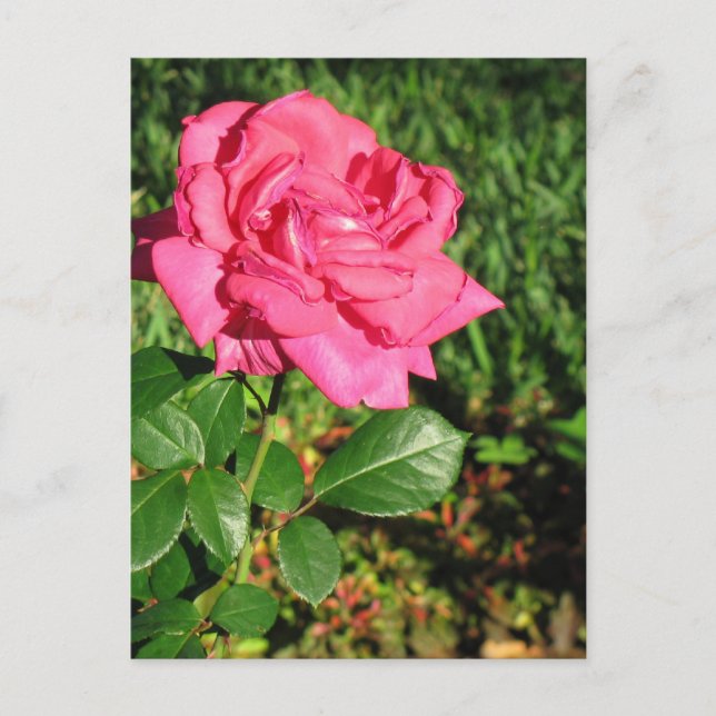 Pink Rose Postkarte, anpassen Postkarte (Vorderseite)