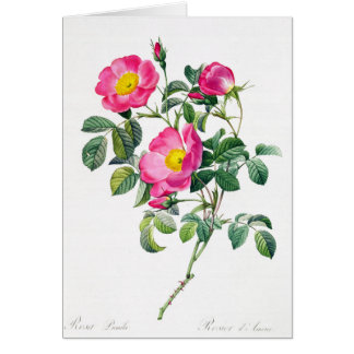 Pink Rose Rose Pierre-Joseph Redoute Carte de voeu