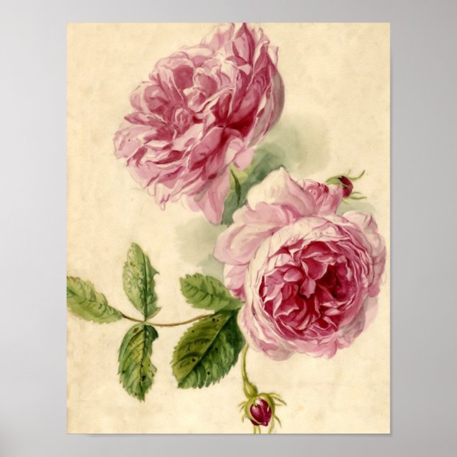 Pink Rose Study aus dem 18. Jahrhundert Poster (Vorne)