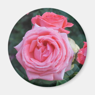 Pink Rosenknospe Magnet