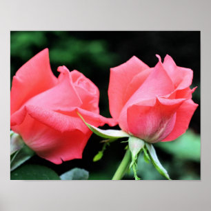 Pink Rosenknospe Pair Poster