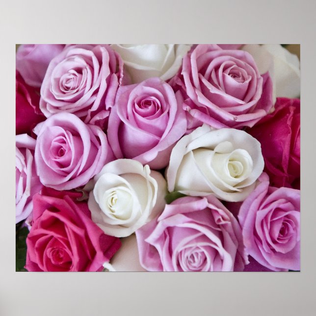Pink Roses on canvas Poster (Vorne)