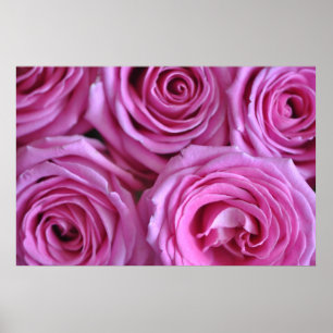 Pink Roses Poster
