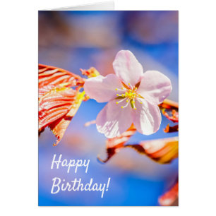 Pink Sakura Blume Blue Sky