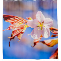 Pink Sakura Blume Blue Sky