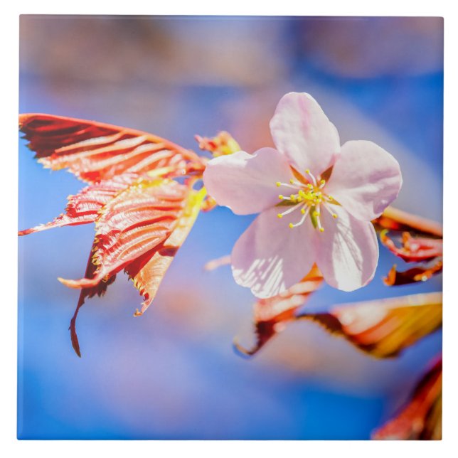 Pink Sakura Blume Blue Sky Fliese (Vorderseite)