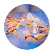 Pink Sakura Blume Blue Sky