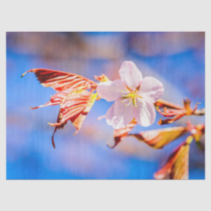 Pink Sakura Blume Blue Sky Seidenpapier