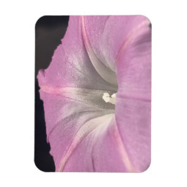 Pink Satin Morning Glory Magnet
