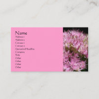 Pink Sedum Flower Fotografy Business Card