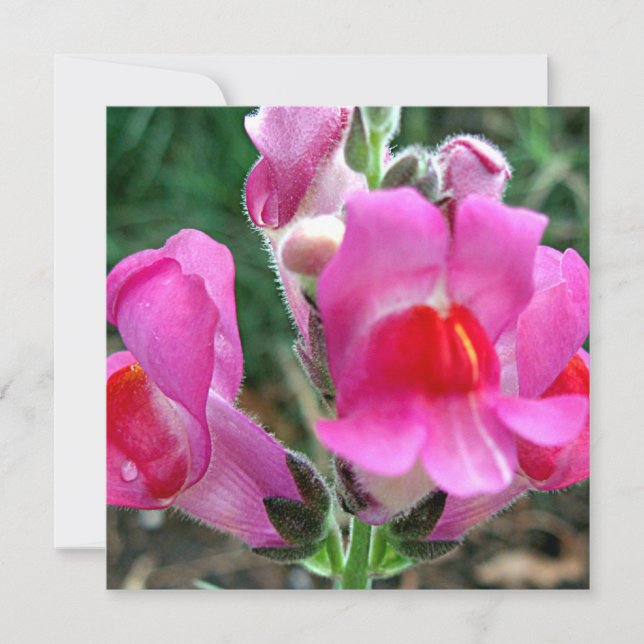 Pink Snapdragon Blume (Vorderseite)