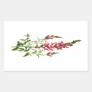 Pink Snapdragon Gezeichnet aus der Natur Rechteckiger Aufkleber