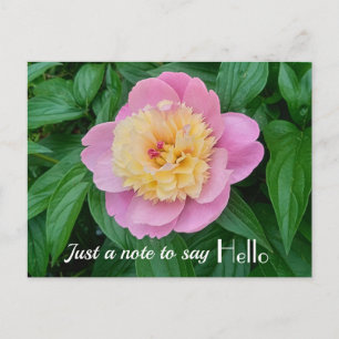 Pink Sorbet Pfingstrose Hi Hallo Ausdruck  Postkarte
