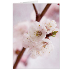 Pink spring blossoms